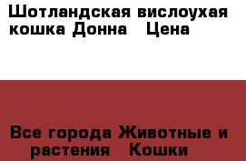 Шотландская вислоухая кошка Донна › Цена ­ 15 000 - Все города Животные и растения » Кошки   